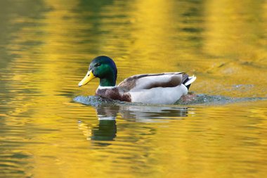 Suda yüzen bir yaban ördeği drake 'nin (anas platyrhynchos) yakınında.