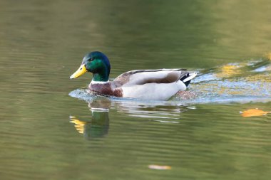 Suda yüzen bir yaban ördeği drake 'nin (anas platyrhynchos) yakınında.