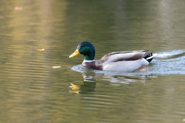 Close up of a mallard drake (anas platyrhynchos) swimming in the water clipart