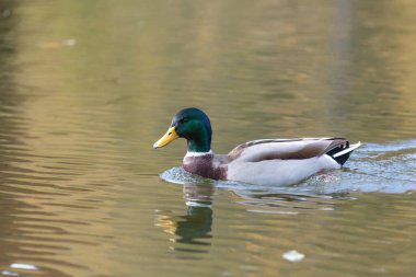 Suda yüzen bir yaban ördeği drake 'nin (anas platyrhynchos) yakınında.