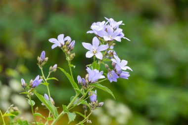 Campanula lactiflora çiçeklerinin açılışını kapat.