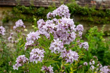 Campanula lactiflora çiçeklerinin açılışını kapat.