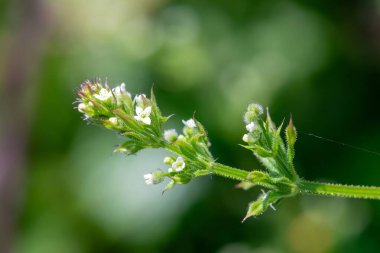 Macro shot of flowers on a cleaver (galium aparine) plant clipart