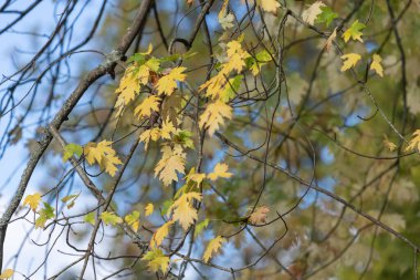 Sonbaharda gümüş bir akçaağaç (acer saccharinum) yapraklarını kapat