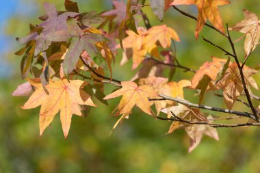 Sonbaharda Japon akçaağacı (acer palmatum) üzerindeki portakal yapraklarını kapat