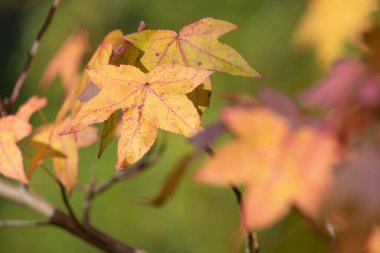 Sonbaharda Japon akçaağacı (acer palmatum) üzerindeki portakal yapraklarını kapat