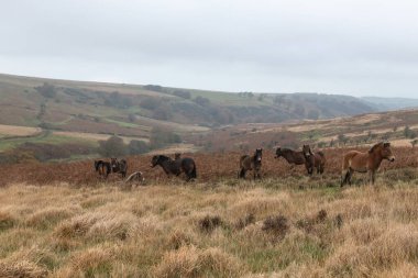 Close up of Exmoor ponies in Exmoor National Park clipart