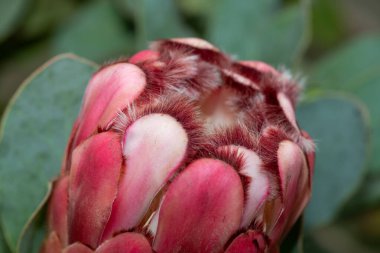 Close up of a red sugarbush (protea grandiceps) flower in bloom clipart