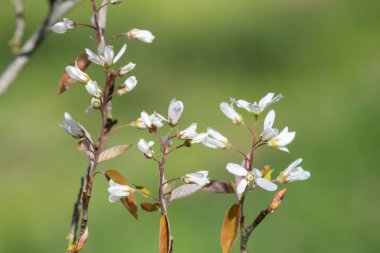 Çiçek açan yumuşak servis çileklerine (amelanchier laevis) yakın plan