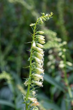 Çiçek açmış bir saman yüksükotunun (digitalis lutea) kapağını kapat