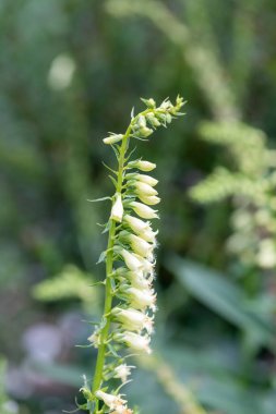 Çiçek açmış bir saman yüksükotunun (digitalis lutea) kapağını kapat