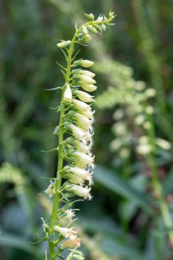 Close up of a straw foxglove (digitalis lutea) in bloom clipart