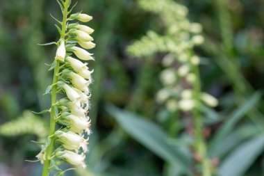 Close up of a straw foxglove (digitalis lutea) in bloom clipart