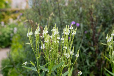 Beyaz kulelere yakın bataklık verbena (verbena hastata) çiçekleri çiçek