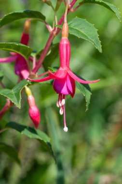 Close up of a pink fuchsia in bloom clipart