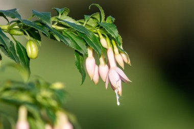 Close up of pink fuchsias in bloom clipart