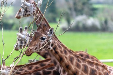 Head shot of a reticulated giraffe (giraffa camelopardalis) eating a branch clipart