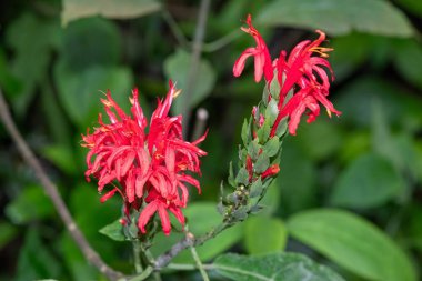 Çiçek açan bir kardinalin muhafızının (pachystachys coccinea) kapağını kapat