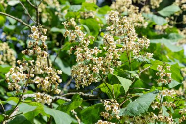 Close up of yellow catalpa (catalpa ovata) flowers in bloom clipart