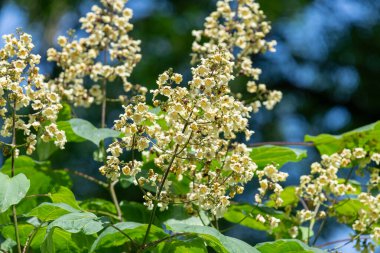 Sarı katalpa (katalpa ovata) çiçeklerinin açılışını kapat