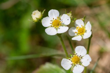 Çilek (fragaria vesca) çiçekli Macro shot 'ı