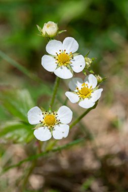 Çilek (fragaria vesca) çiçekli Macro shot 'ı
