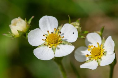 Çilek (fragaria vesca) çiçekli Macro shot 'ı