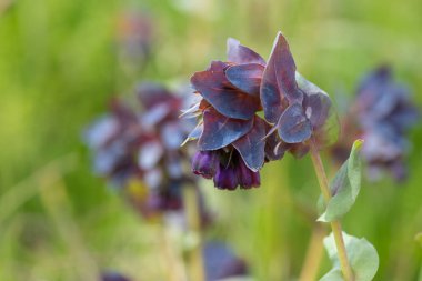Bal otunun (serinthe major) çiçeklerinin açılışını kapat