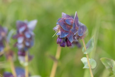 Bal otunun (serinthe major) çiçeklerinin açılışını kapat
