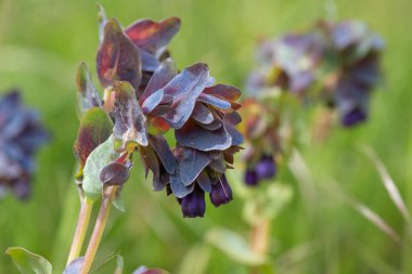Bal otunun (serinthe major) çiçeklerinin açılışını kapat