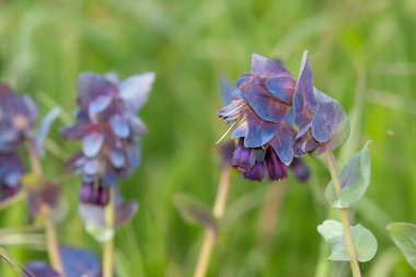 Bal otunun (serinthe major) çiçeklerinin açılışını kapat