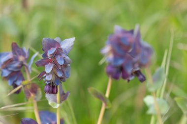 Bal otunun (serinthe major) çiçeklerinin açılışını kapat