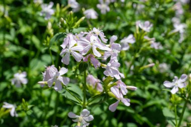 Close up of wild sweet William (saponaria officinalis) flowers in bloom clipart