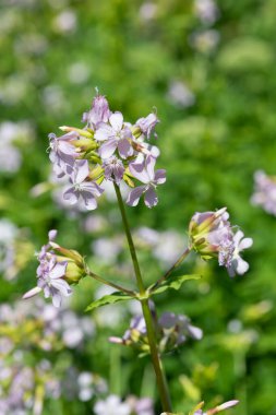 Close up of wild sweet William (saponaria officinalis) flowers in bloom clipart