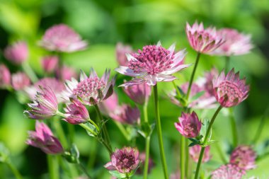 Close up of pink astrantia major flowers in bloom clipart