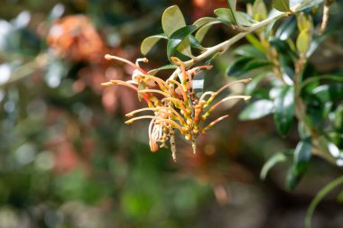 Çiçek açmış Grevillea çiçeklerini kapat