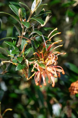 Çiçek açmış Grevillea çiçeklerini kapat