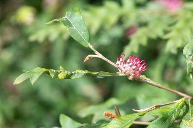 Çiçek açmış Grevillea çiçeklerini kapat