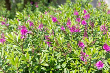 Çiçek açan pembe çiçekleri kapat.