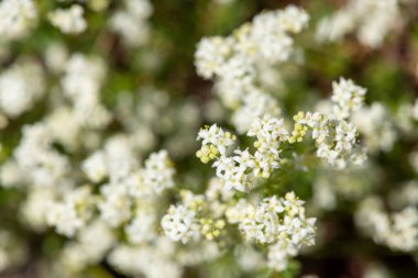 Çiçekler açan fundalık (galium saksafon) çiçekleri