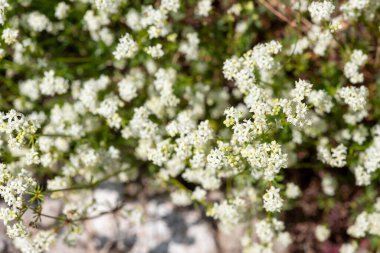 Çiçekler açan fundalık (galium saksafon) çiçekleri