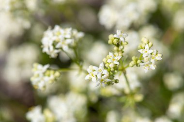 Heath bedstraw (galium saxatile) flowers in bloom clipart