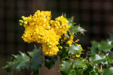 Close up of Oregon grape (berberis aquifolium)  flowers in bloom clipart