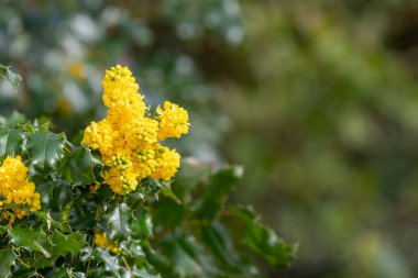 Oregon üzümünün (berberis aquifolium) çiçekleri çiçek açarken yakın plan