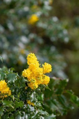 Oregon üzümünün (berberis aquifolium) çiçekleri çiçek açarken yakın plan