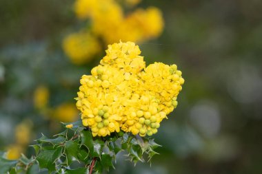 Close up of Oregon grape (berberis aquifolium)  flowers in bloom clipart