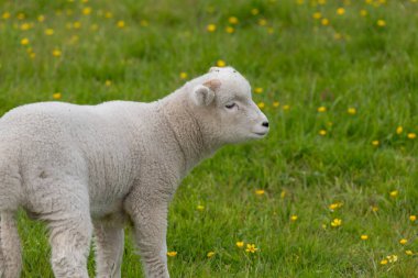 Çimenli bir çayırda bir kuzunun yakınına