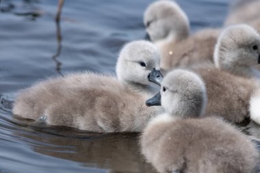 Suda yüzen yeni doğmuş sessiz kuğulara (cygnus olor) yaklaş