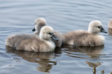 Suda yüzen yeni doğmuş sessiz kuğulara (cygnus olor) yaklaş