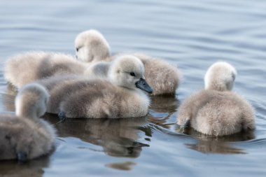 Suda yüzen yeni doğmuş sessiz kuğulara (cygnus olor) yaklaş